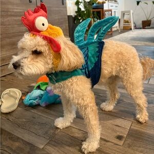 Disney brand Heihei dog costume, only worn once.
Size XS. Dog model I 11 lbs.